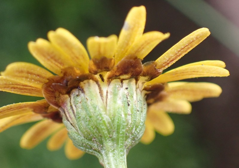 Ursinia alpina photo 4