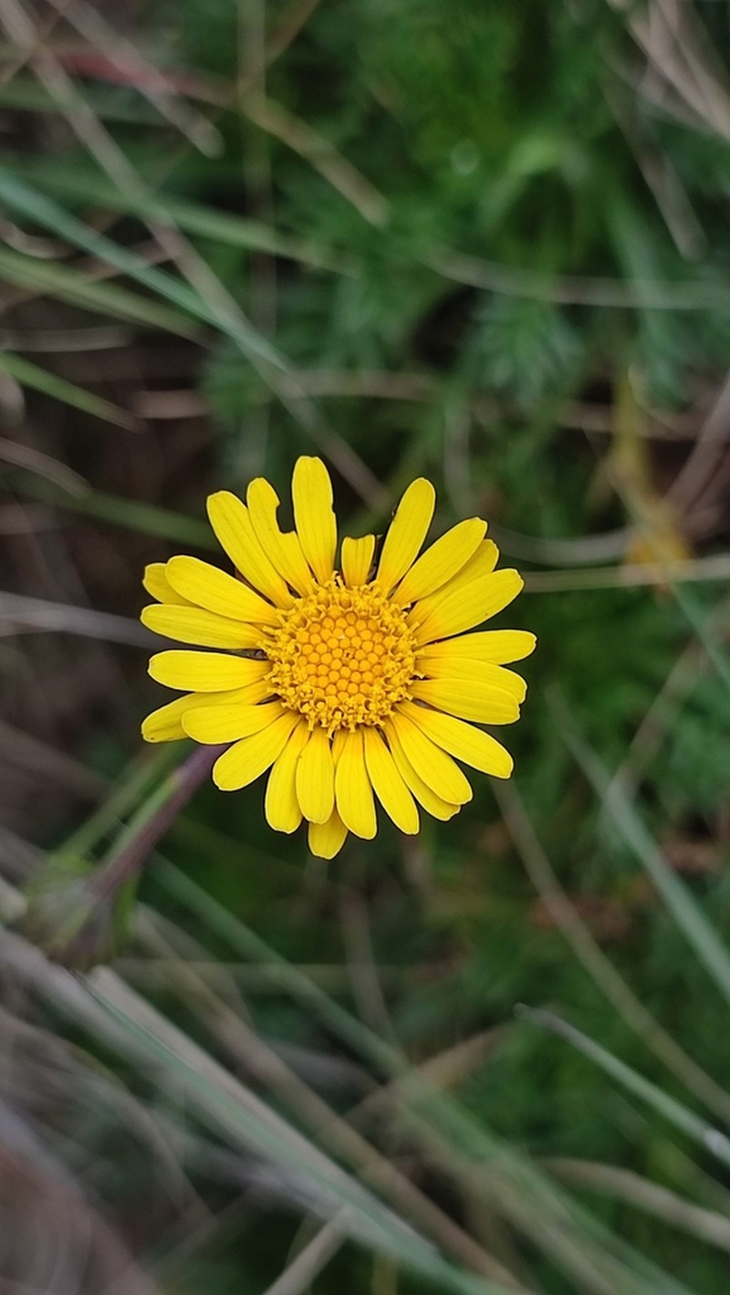 Ursinia alpina photo 5