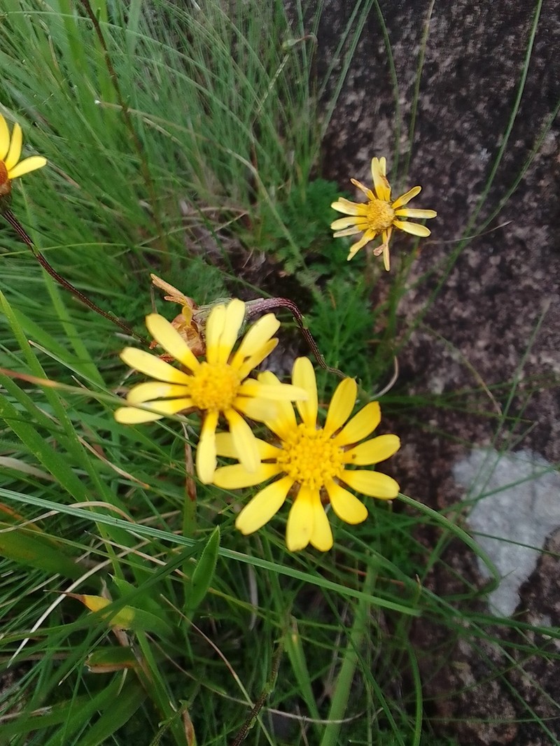Ursinia alpina photo 6