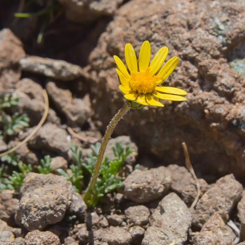 Ursinia alpina photo 7