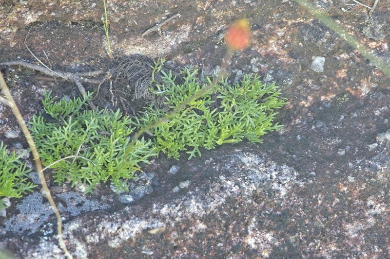 Ursinia alpina photo 8