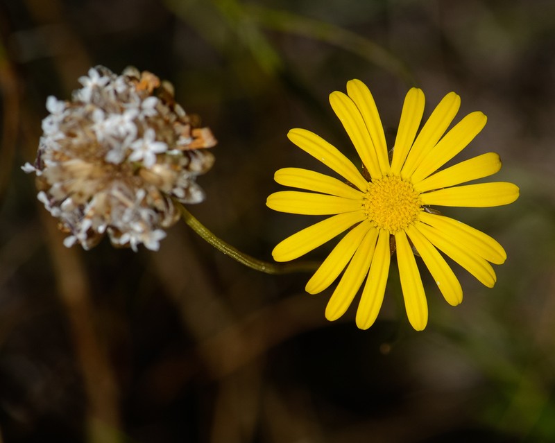 Ursinia anethoides