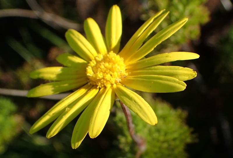 Ursinia anethoides photo 2