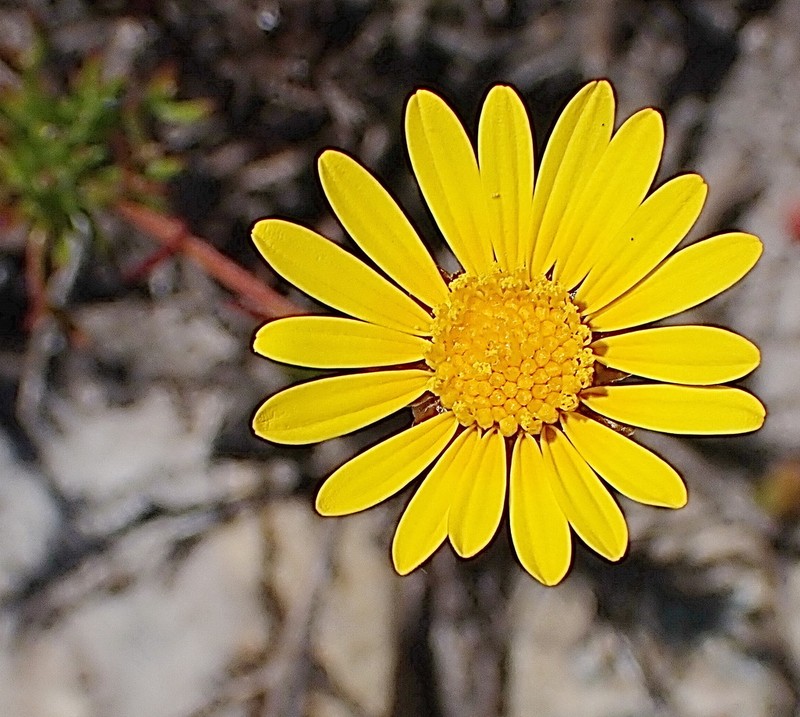 Ursinia anethoides photo 3