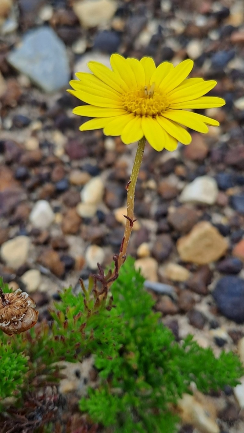 Ursinia anethoides photo 4