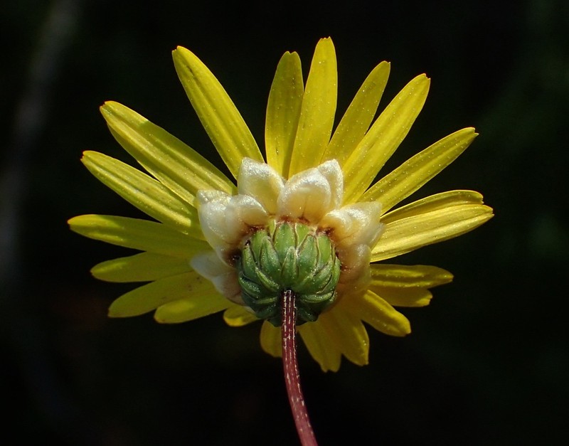 Ursinia anethoides photo 5