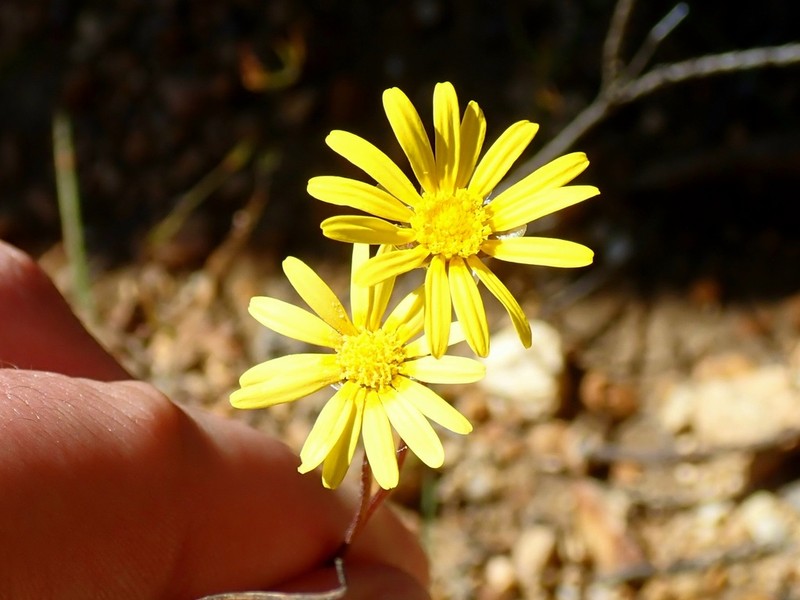 Ursinia anethoides photo 6