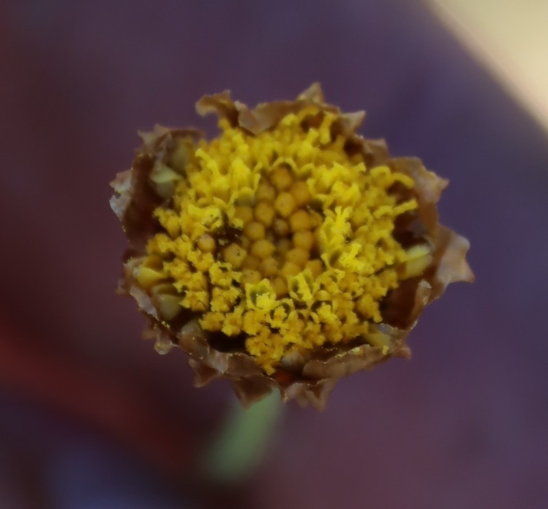 Ursinia anethoides photo 7