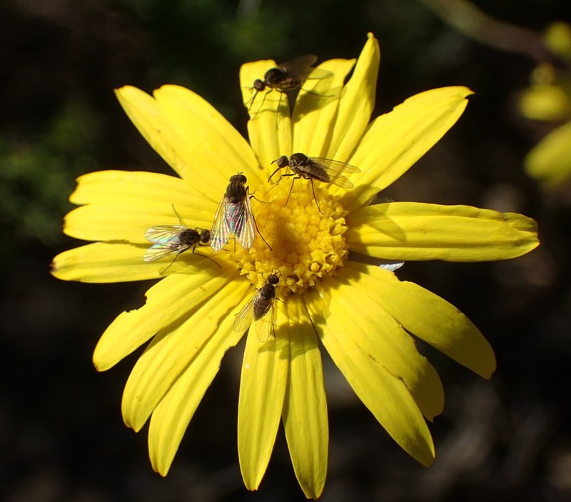 Ursinia anethoides photo 8