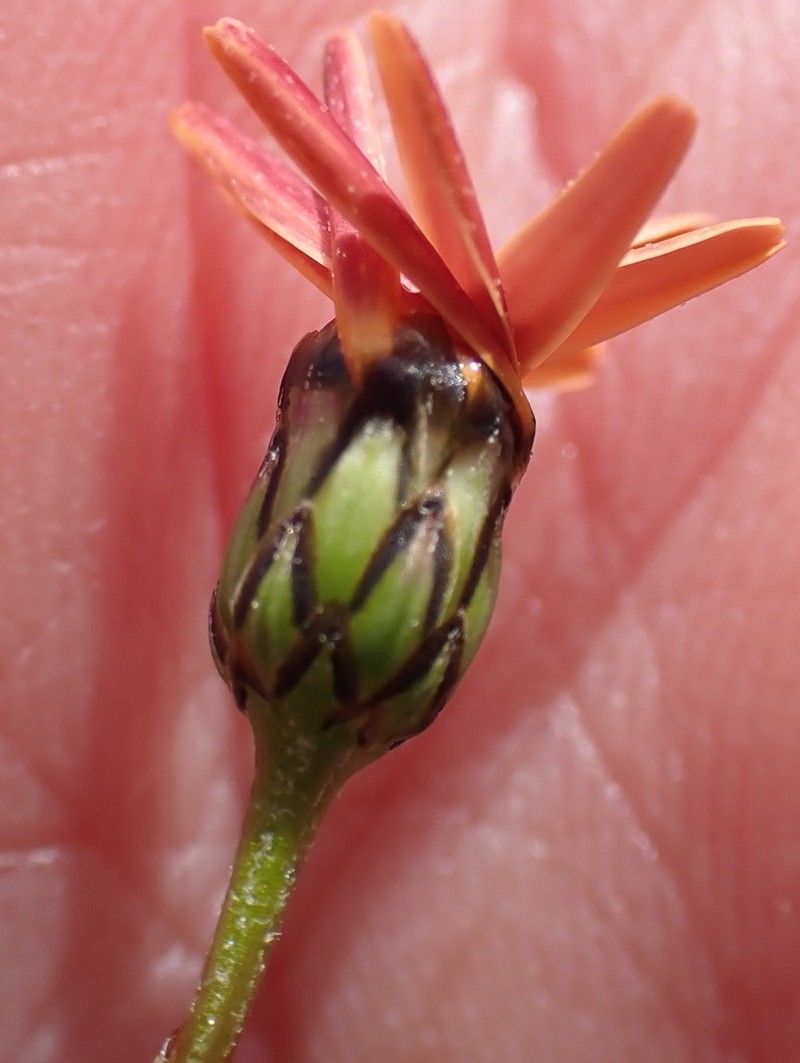 Ursinia anthemoides