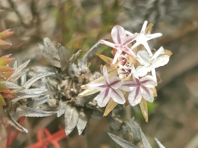 Ursinia anthemoides photo 2