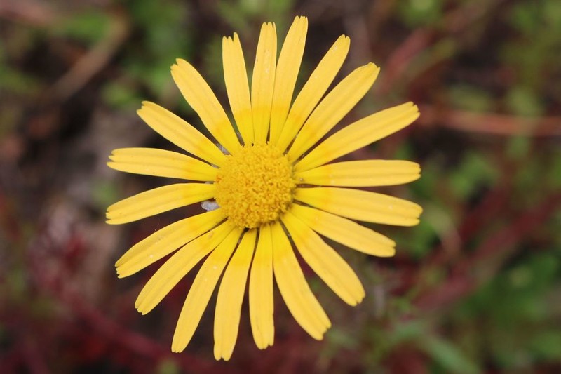 Ursinia anthemoides photo 3