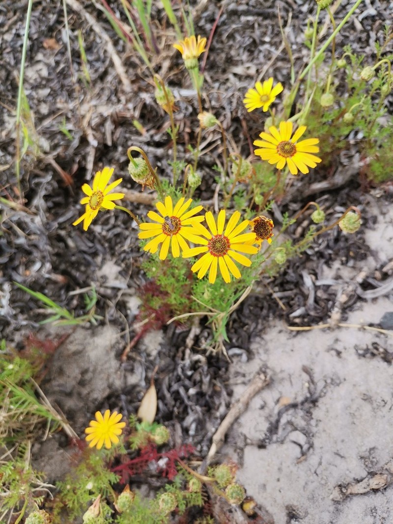 Ursinia anthemoides photo 4