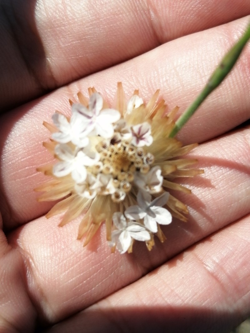 Ursinia anthemoides photo 5