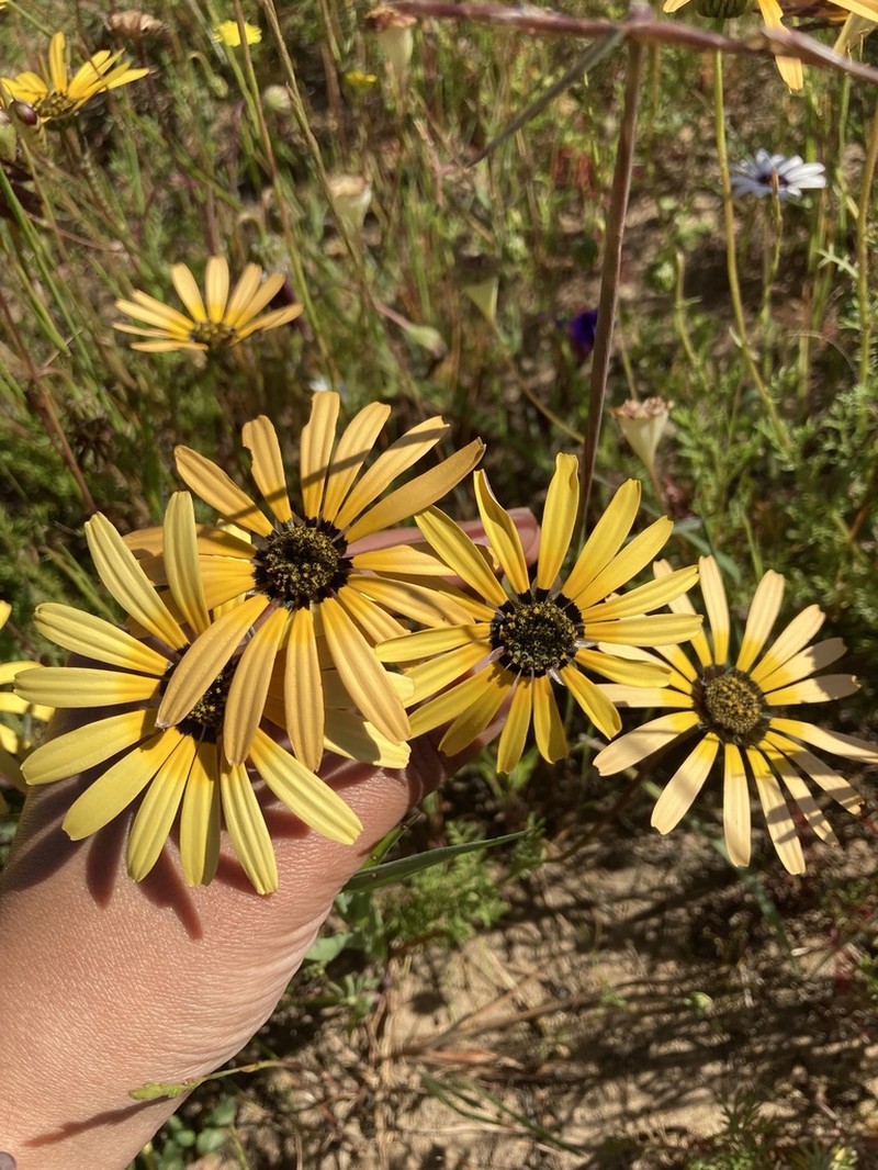 Ursinia anthemoides photo 6
