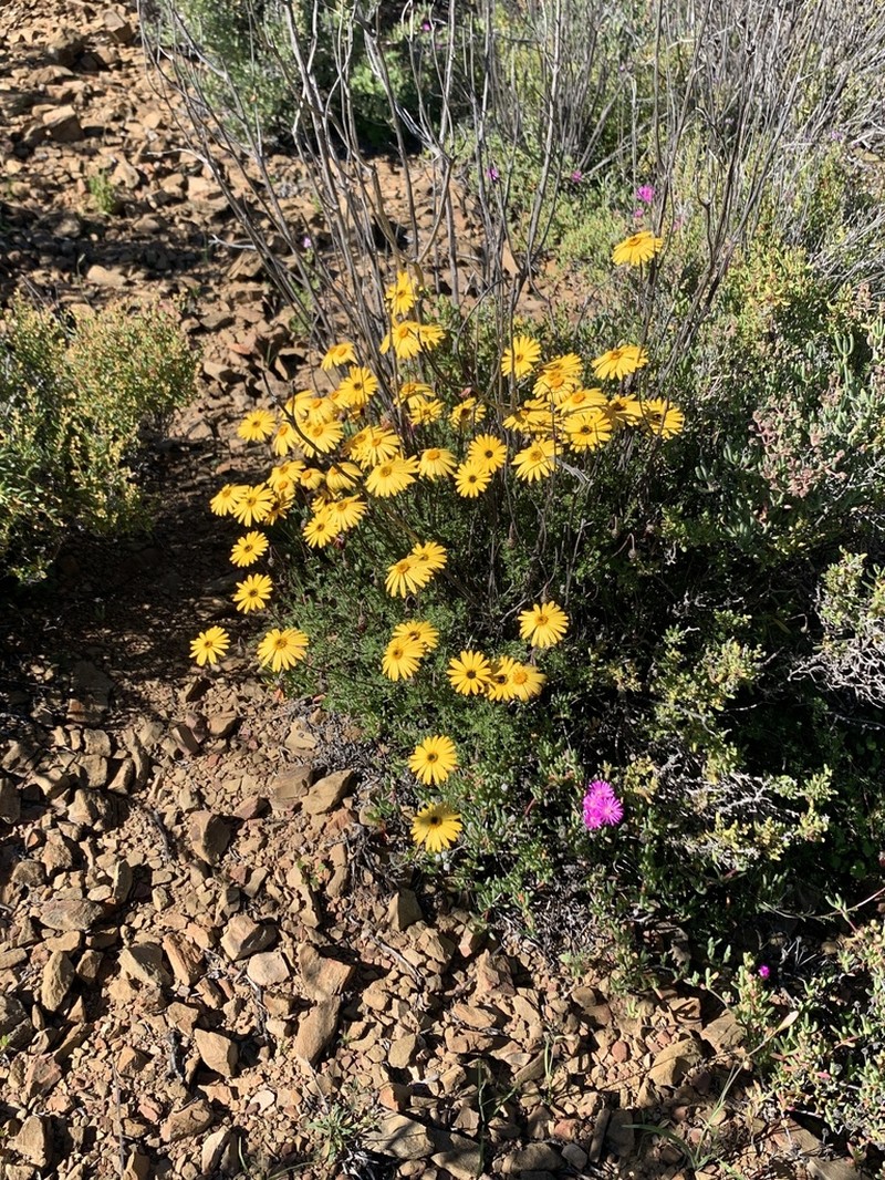 Ursinia anthemoides photo 8