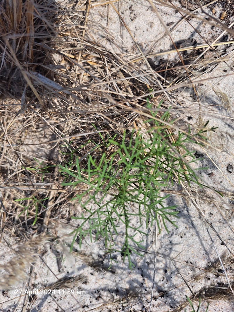 Ursinia anthemoides subsp. anthemoides