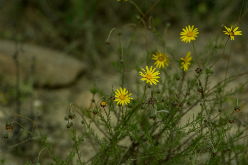 Ursinia anthemoides subsp. anthemoides photo 2