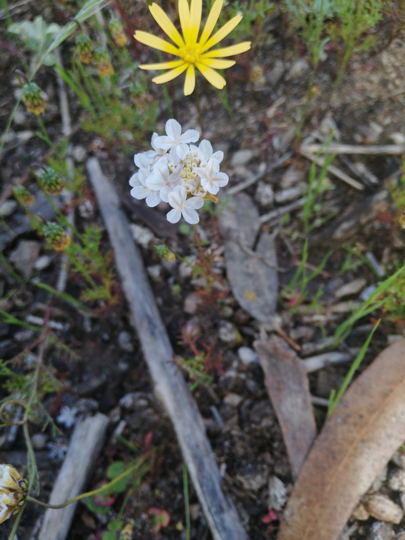 Ursinia anthemoides subsp. anthemoides photo 4