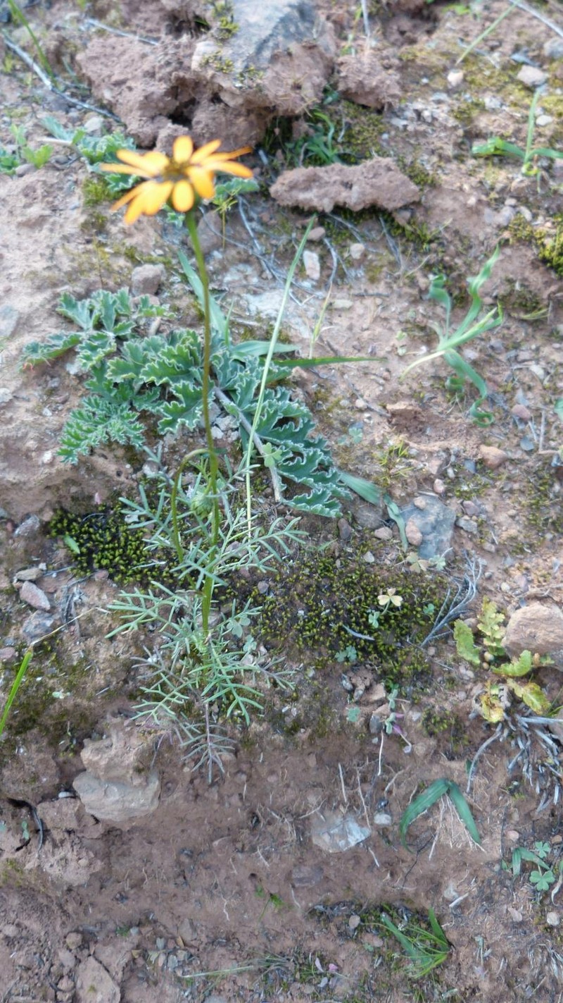 Ursinia anthemoides subsp. versicolor
