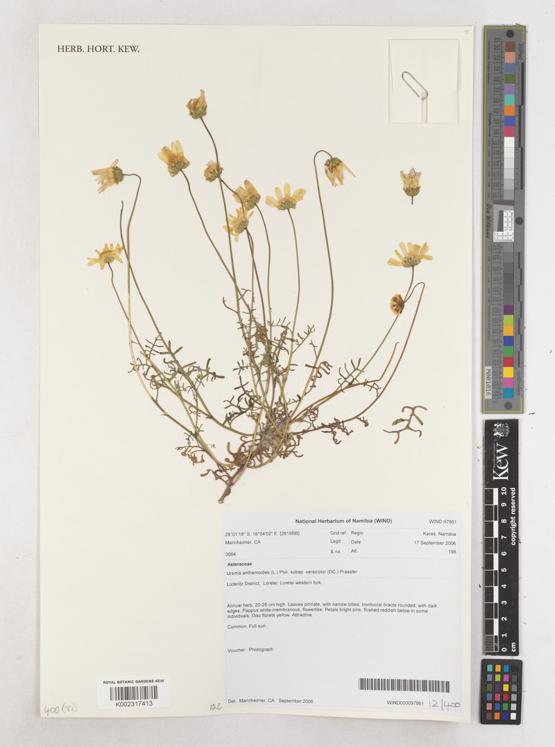 Ursinia anthemoides subsp. versicolor photo 2
