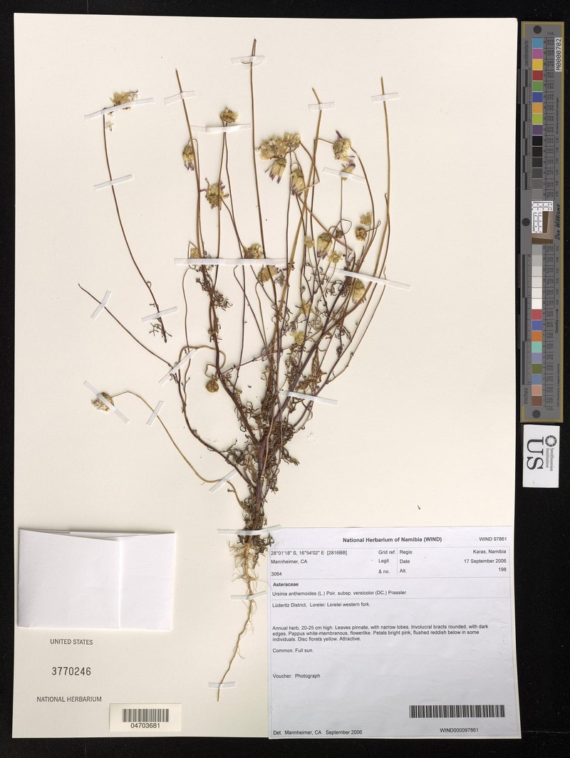 Ursinia anthemoides subsp. versicolor photo 3