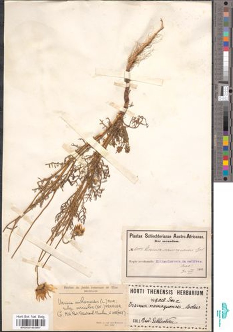 Ursinia anthemoides subsp. versicolor photo 4