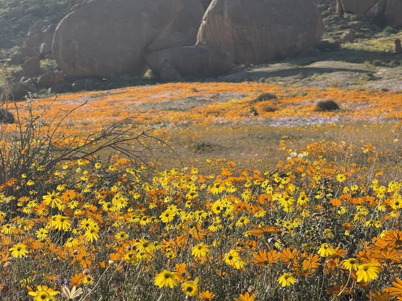 Ursinia arida photo 2