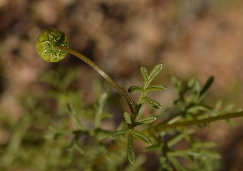 Ursinia arida photo 3
