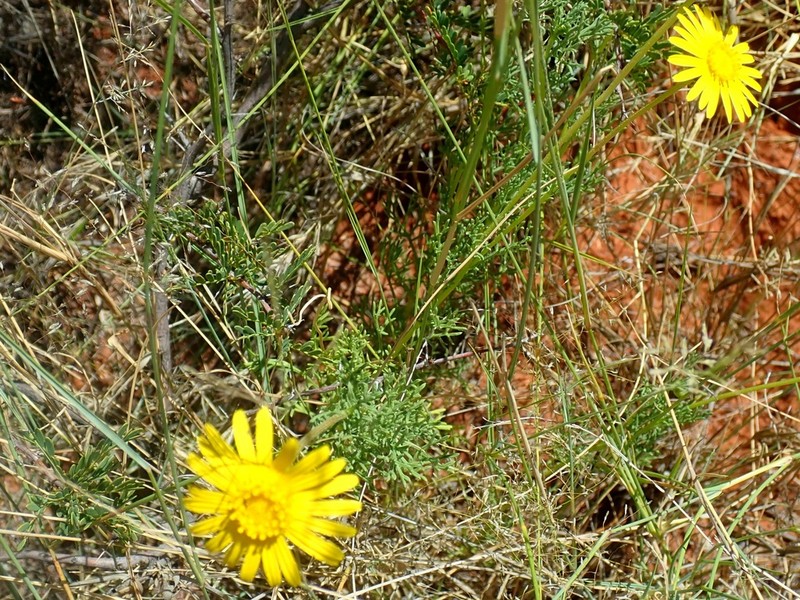 Ursinia arida photo 4