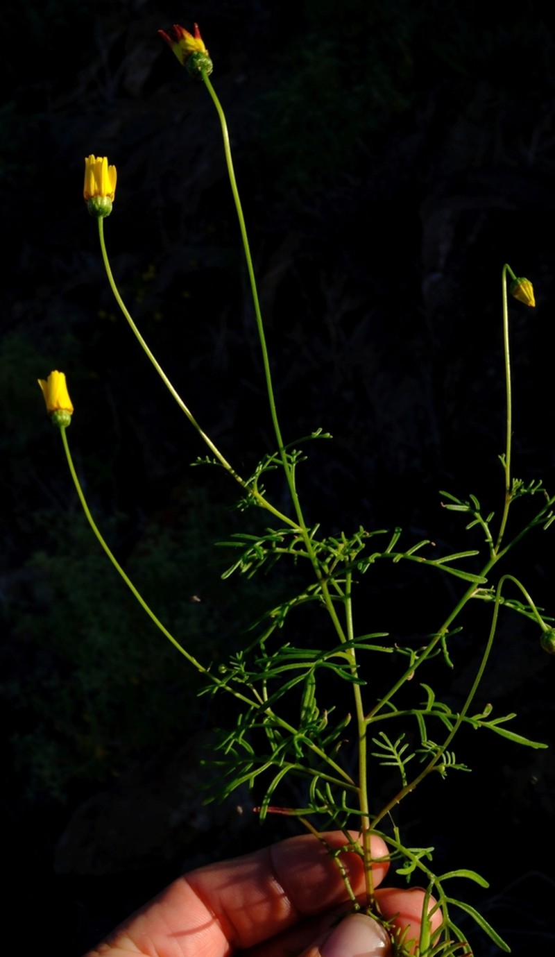 Ursinia arida photo 5