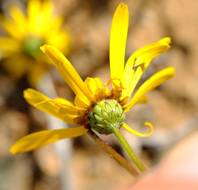 Ursinia arida photo 7