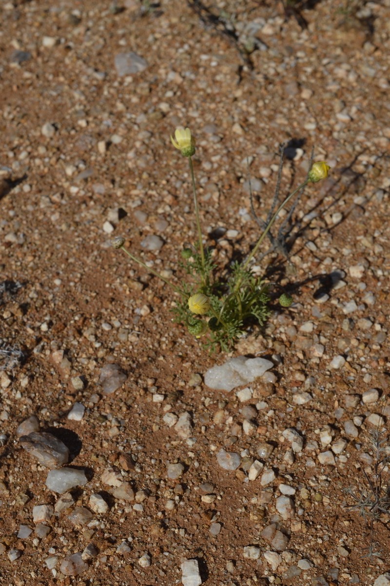 Ursinia arida photo 8