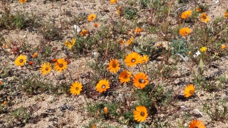 Ursinia cakilefolia