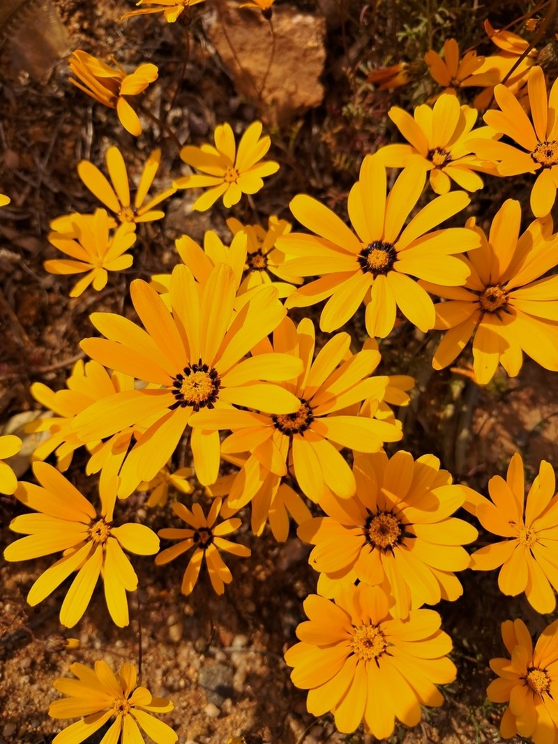Ursinia cakilefolia photo 2