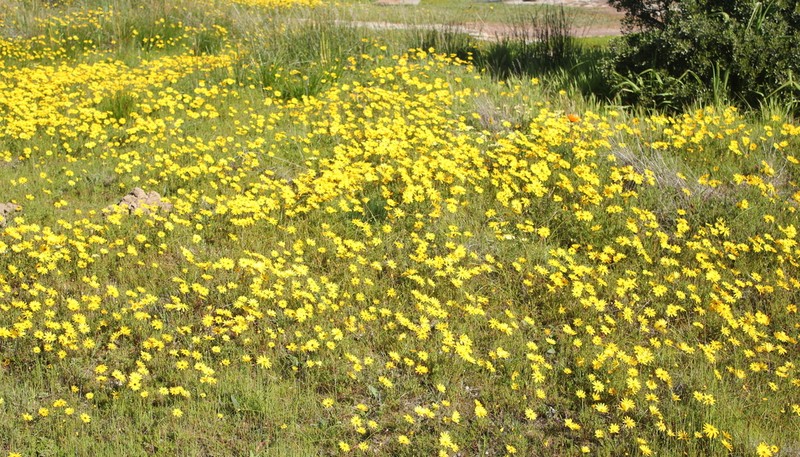 Ursinia cakilefolia photo 3