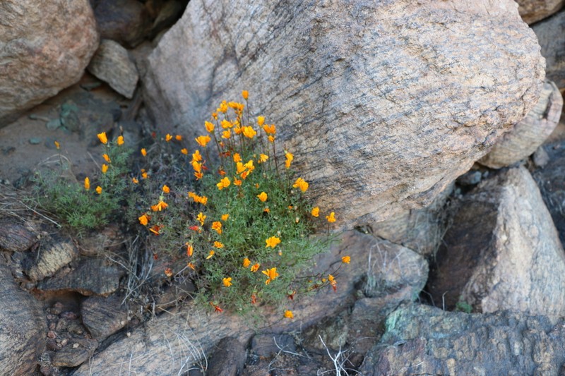 Ursinia cakilefolia photo 5