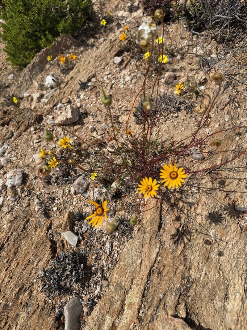 Ursinia cakilefolia photo 7