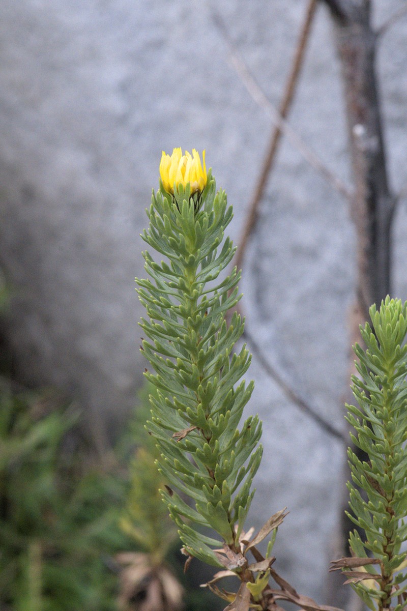 Ursinia caledonica