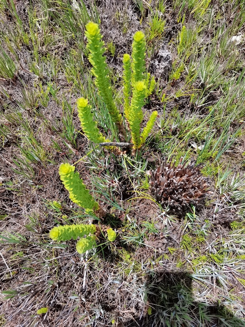 Ursinia caledonica photo 2