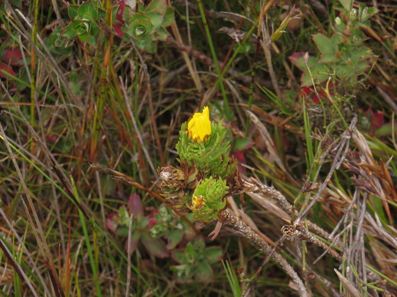 Ursinia caledonica photo 3