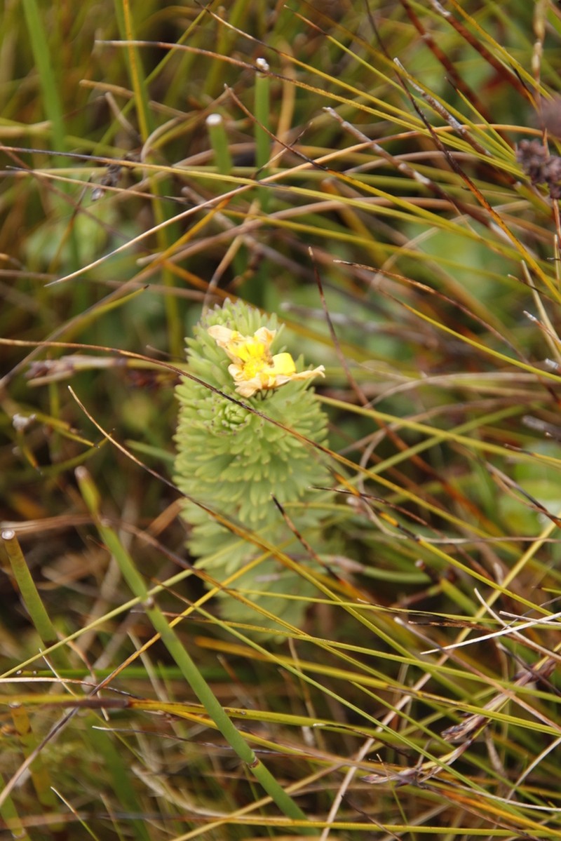 Ursinia caledonica photo 4