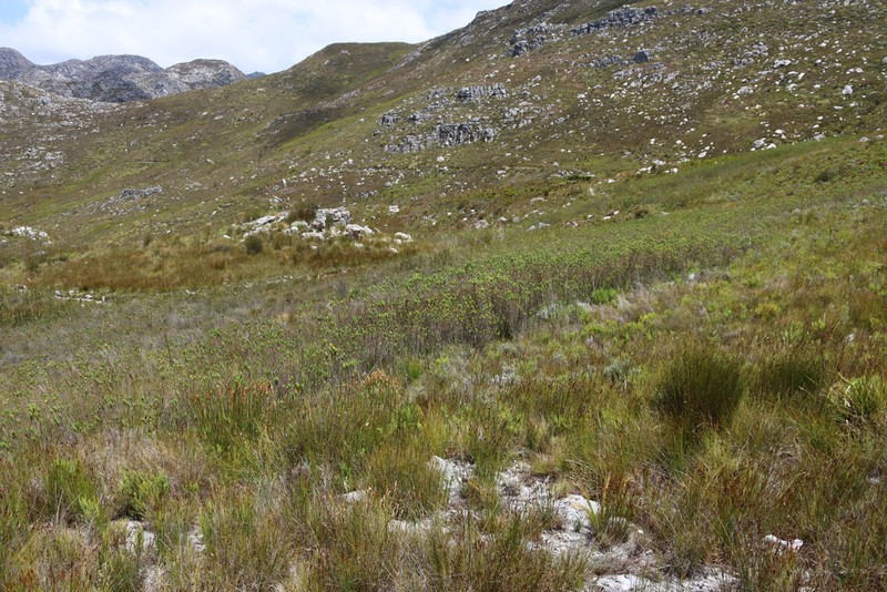 Ursinia caledonica photo 5