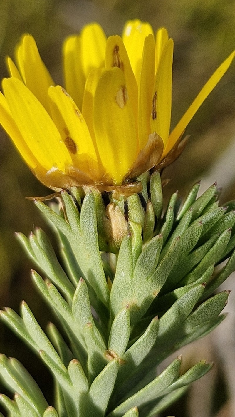 Ursinia caledonica photo 6