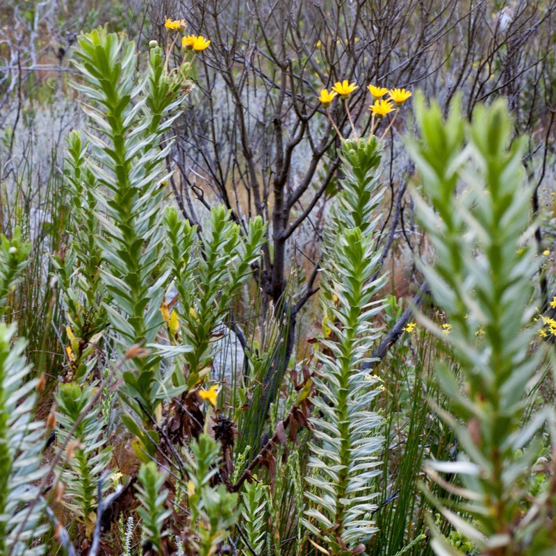 Ursinia caledonica photo 7