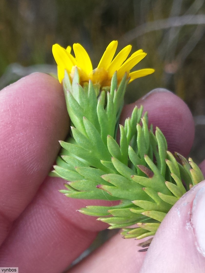 Ursinia caledonica photo 8