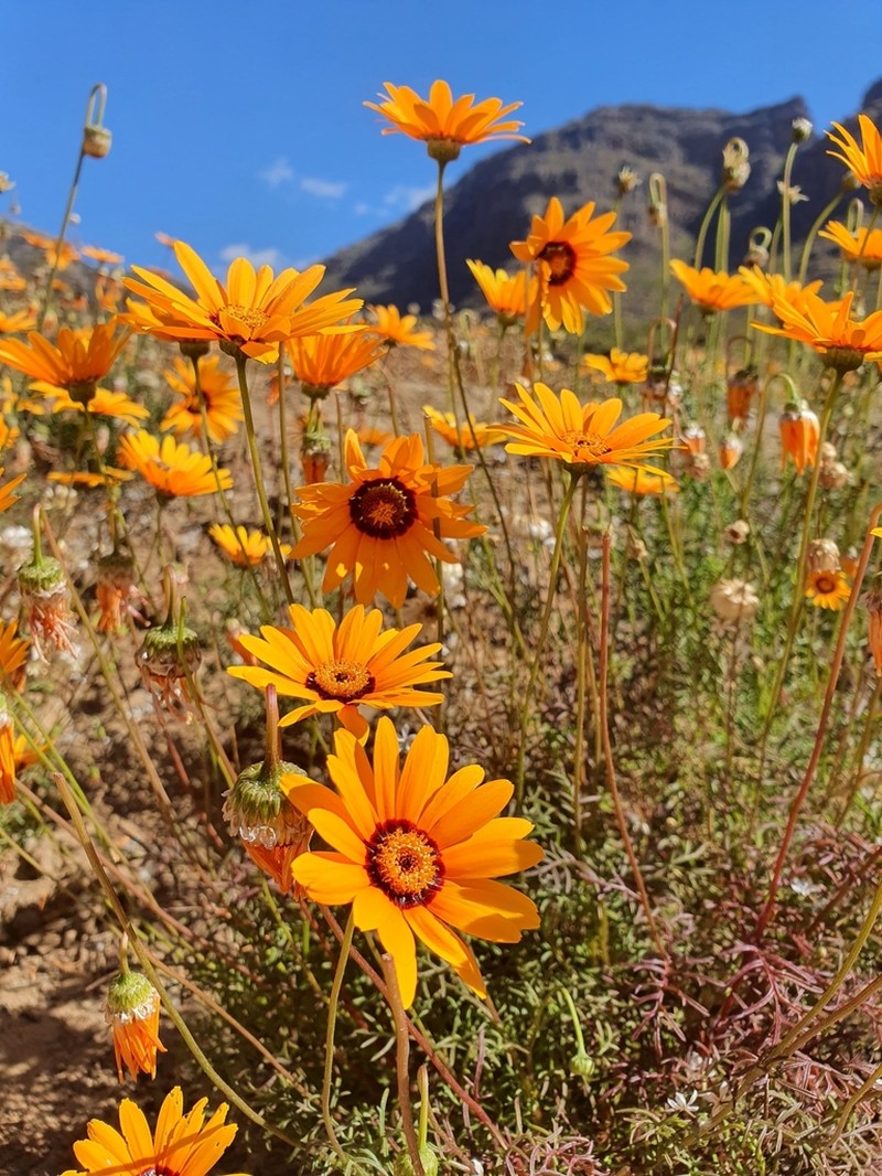 Ursinia calenduliflora