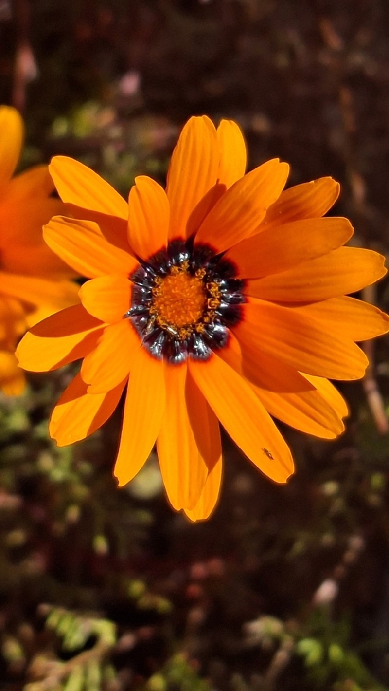 Ursinia calenduliflora photo 2