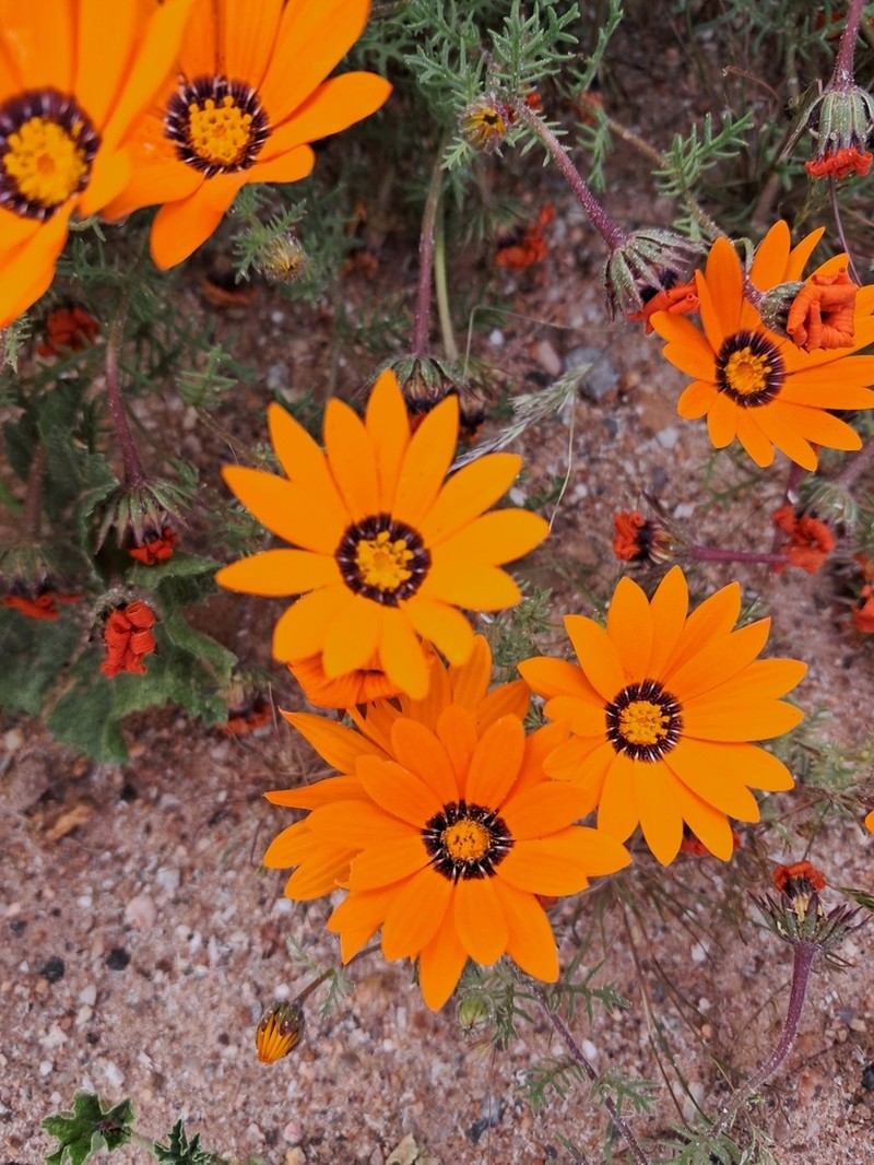 Ursinia calenduliflora photo 3