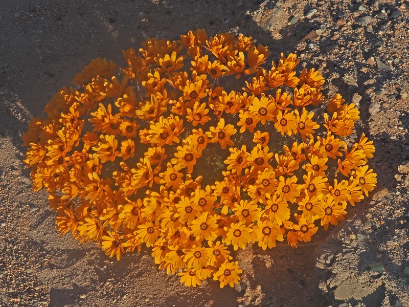 Ursinia calenduliflora photo 4